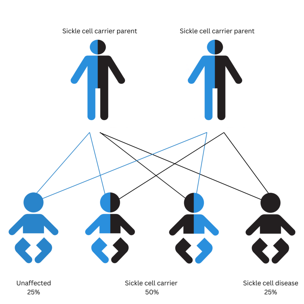 diagram of carrier parent